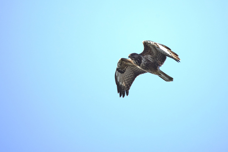 Buizerd