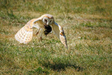 papa zorgt voor eten