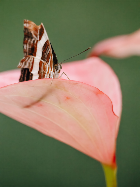 beschadigde schoonheid