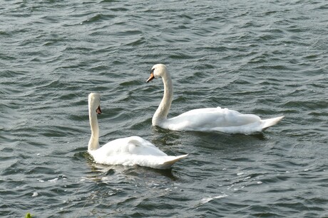 P1280511  H v H  Oranjesluis haventje  Mannen  die  BEPPEN  1 juni 2025  
