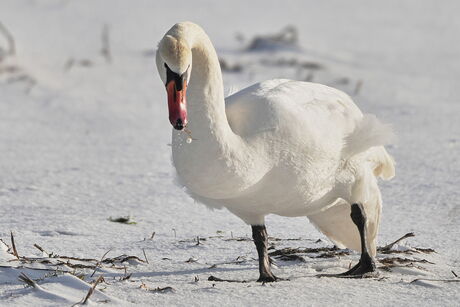 Knobbelzwaan op besneeuwde akker