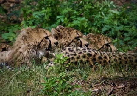 6 cheetah’s 