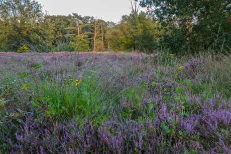 HAAKSBERGSE  HEIDE