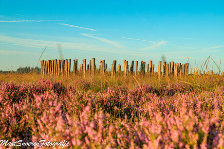 Heide in bloei