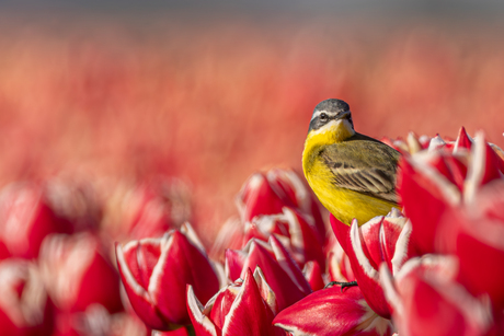 Het cliche tussen de tulpen 
