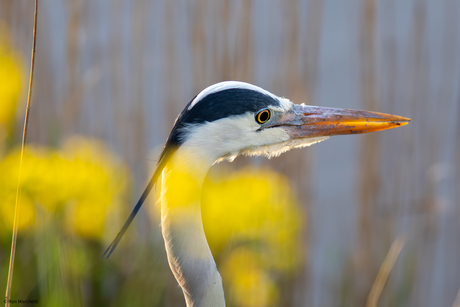 Reiger staat tussen het koolzaad en het riet te wachten op een prooi.