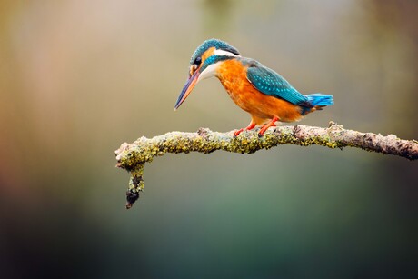De magische ijsvogel