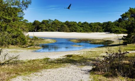 Loonse en Drunense Duinen