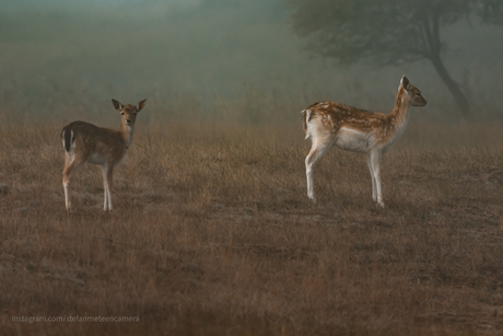 Herten in de Waterleidingduinen