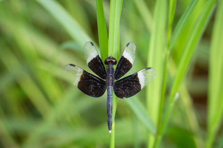 Mannetje van de Pied Paddy Skimmer