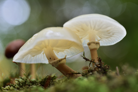 Twee schemerlampjes in het donkere bos