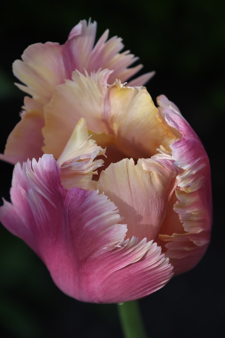 Tulp bij Paleis het Loo