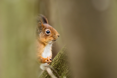 Eekhoorntje