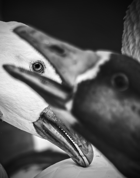 The Order of the Goose