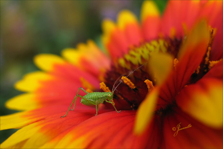 Kleine snoepert......