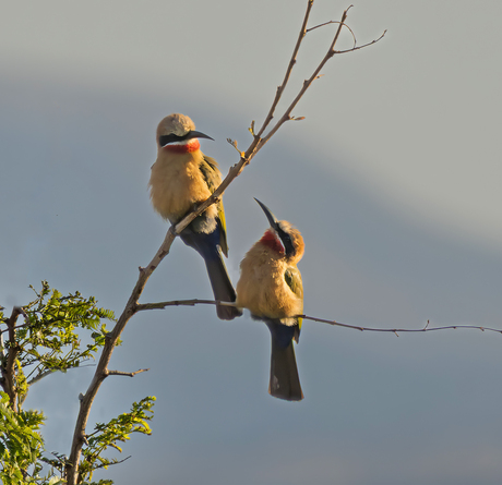 Hallo,ik zit beneden