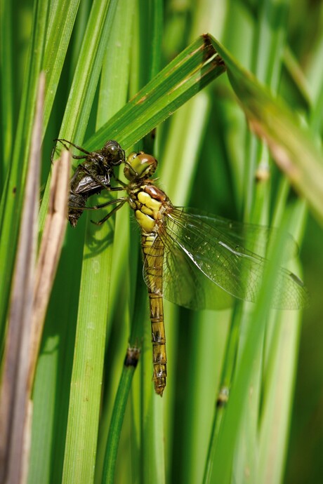 Uitsluiping 4 Steenrode heidelibel