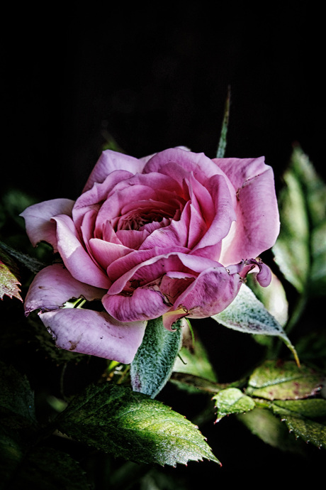 Roze