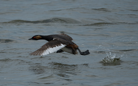 Geoorde fuut valt aan.