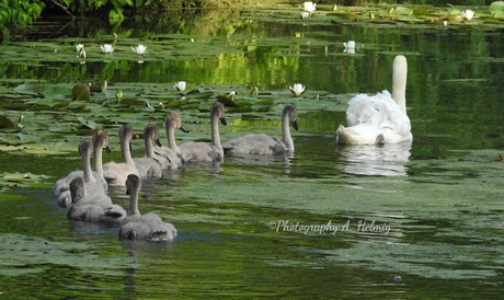 Moeder zwaan met haar 9 jonkies