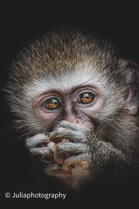 Tote, the vervet monkey. 