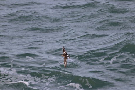 Dieren