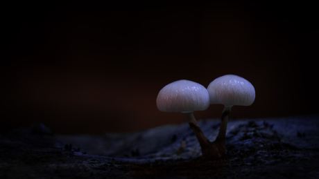 porselein zwammetjes