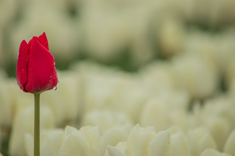 LIEFDE EN PUURHEID.