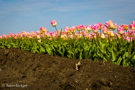 Tulpenveld