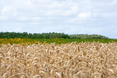 Graanveld met zonnebloemen