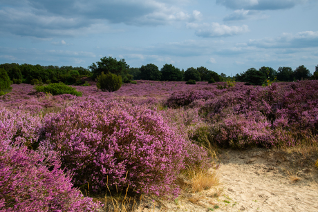 Prachtige heide