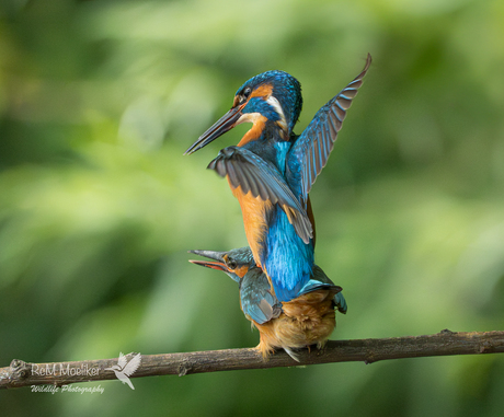 De IJsvogels.