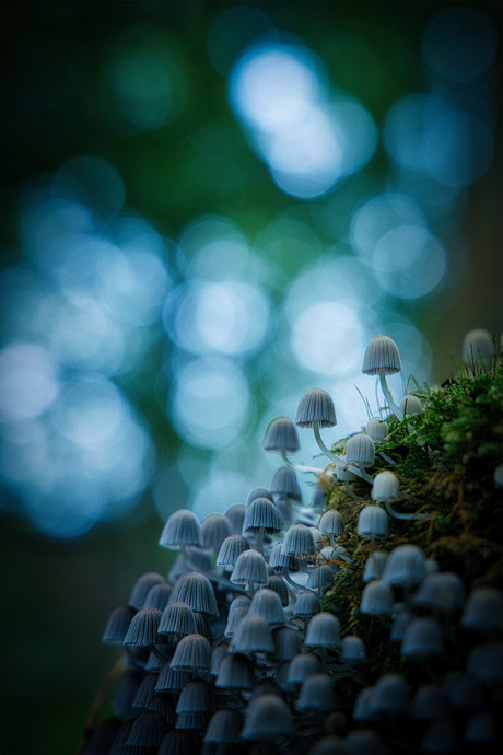 Zwammetjes in blauw licht