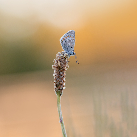 Icarus blauwtje