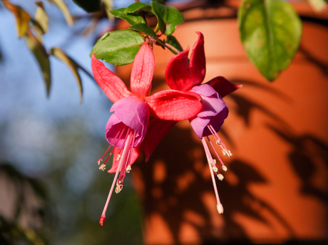 Fuchsia