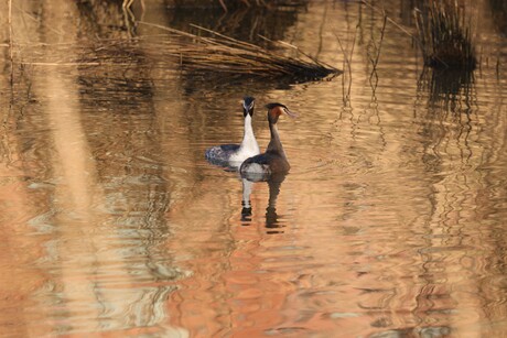 De lente is begonnen