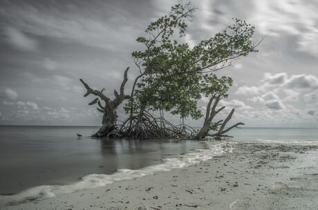 Mangrove 