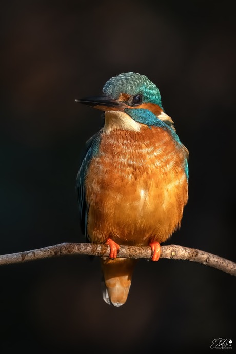 Kingfisher portret
