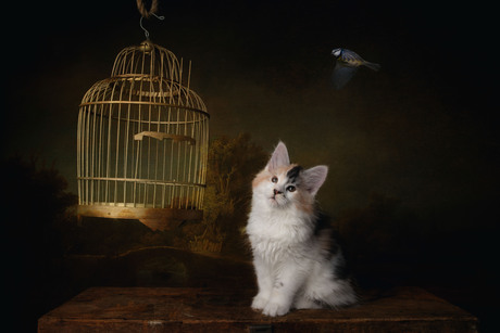 fly from your golden cage