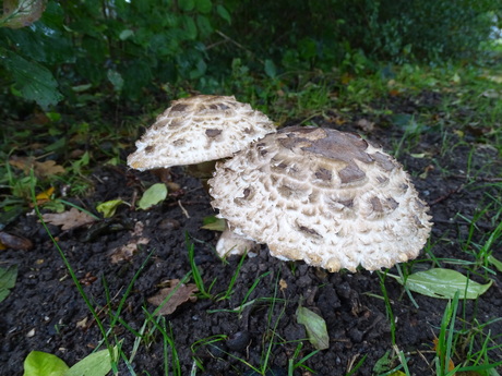 nature in autumn