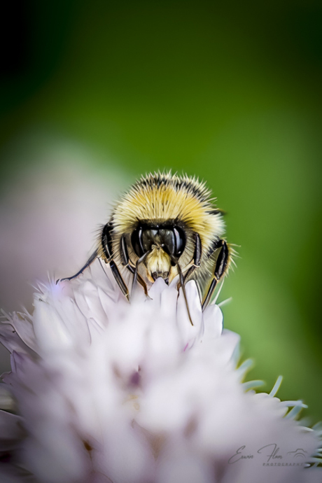 Hommel