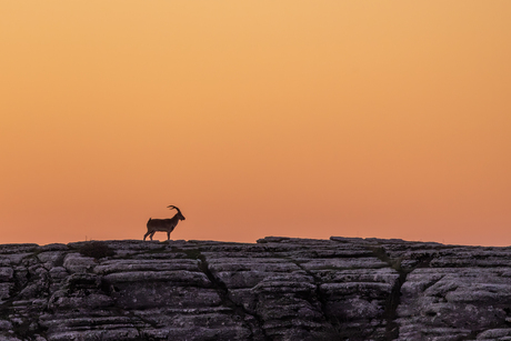 Iberische Steenbok
