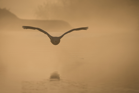 Opstijgende zwaan in de mist