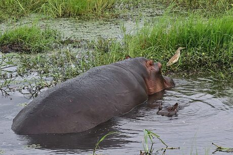 Tafereeltje op Chobe river
