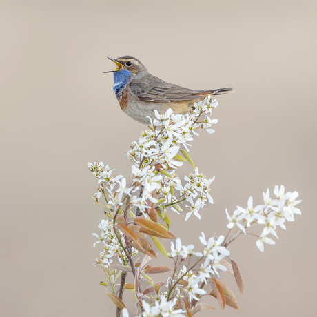 Hij zingt het hoogste lied!