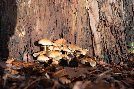 Paddestoelen gevonden