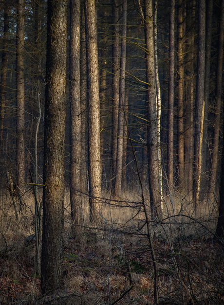 Bos in slaapstand, ...