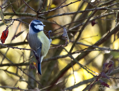 Pimpelmees Pimpelmees (Cyanistes caeruleus)