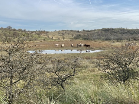 Paardjes in het NPZK