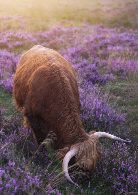 Schotse Hooglander